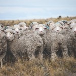 woolfolk_sheep_2