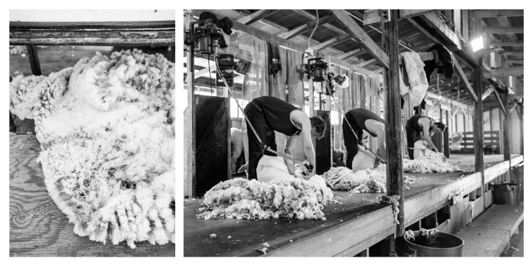 Shearing the sheep. Photocopyright of Brooklyn Tweed