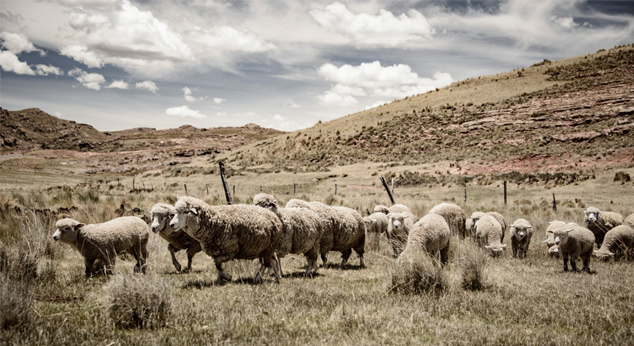 Peruvian highland sheep. Image courtesy of Blue Sky fibres.