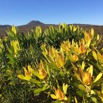 Fynbos – Yama Yarns at Loop London