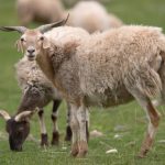 mYak Tibetan Cloud Sheep