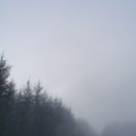 Through The Trees – moody trees