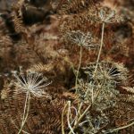 Through The Trees – seedhead detail