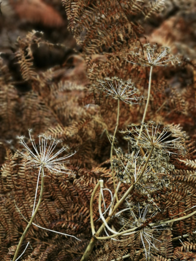 Through The Trees - seedhead detail