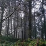 Through The Trees – trees