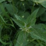 Town Dyer for Loop London 11