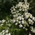 Wild Chervil Town Dyer for Loop London 14